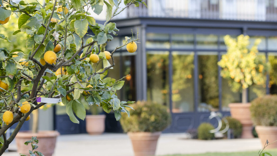 Onde citrus garden