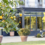 Onde citrus garden